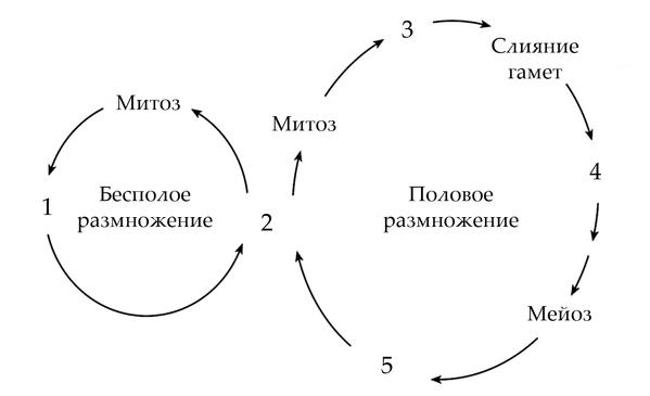 Задача к ЕГЭ по биологии на тему «Жизненные циклы» №11